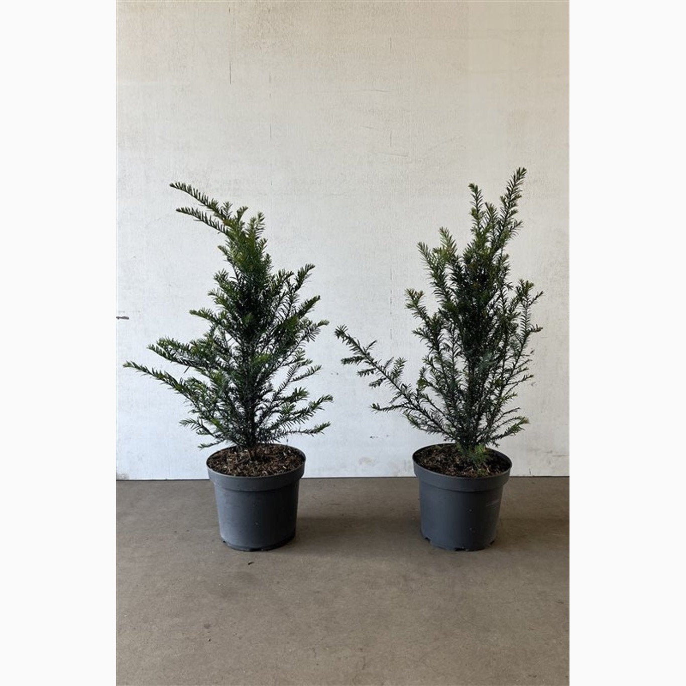 Idegran – Taxus baccata - C7.5 60-80 CM